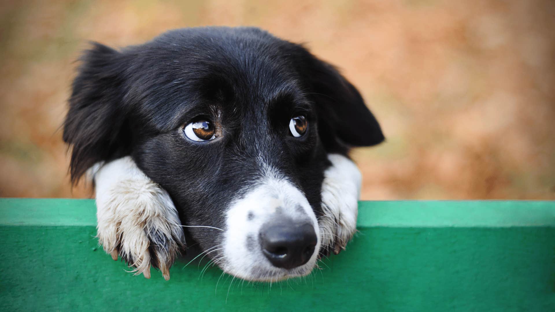 dog outside looking upset putting his head down