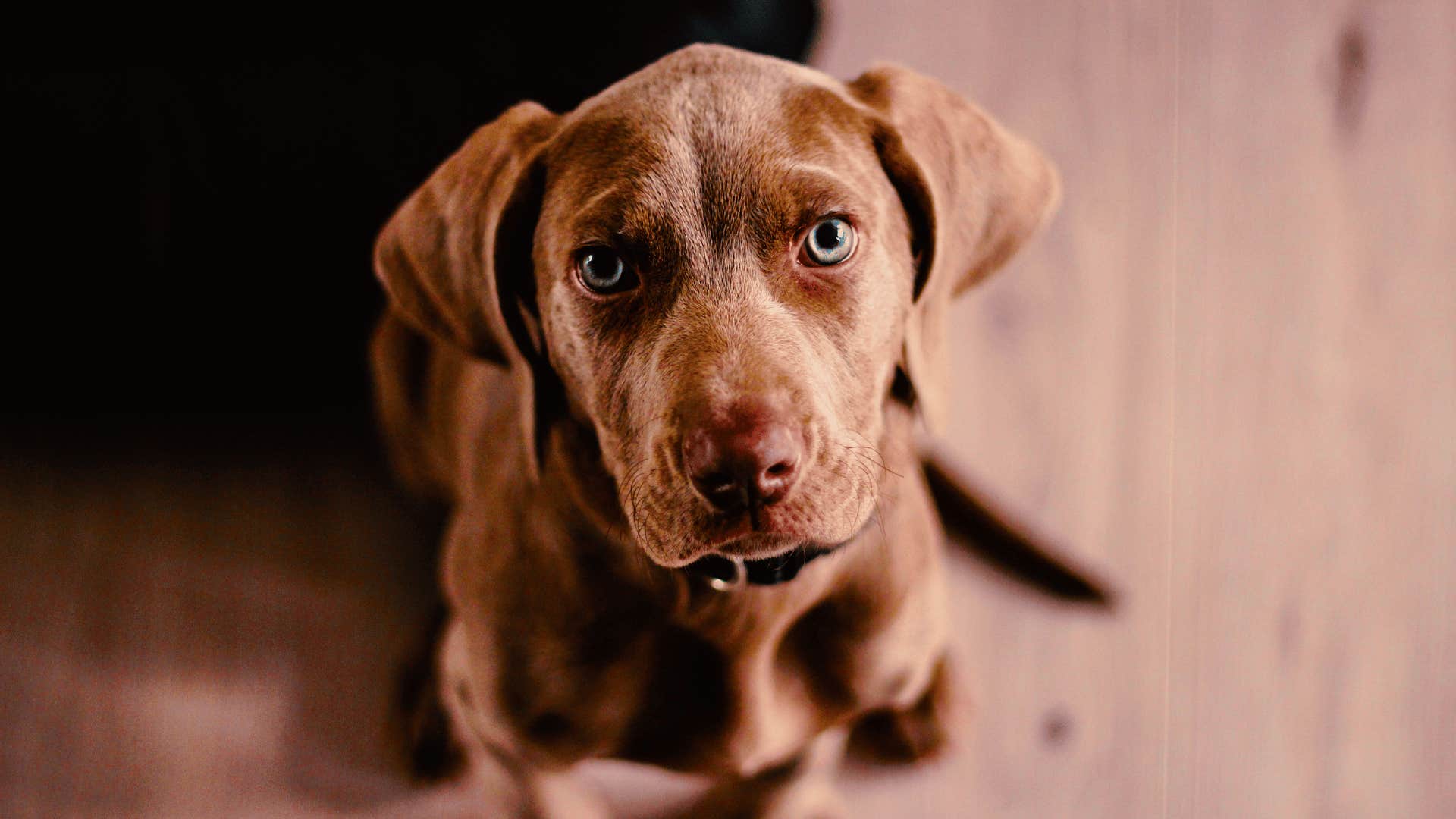 dog looking up secretly watching his owner