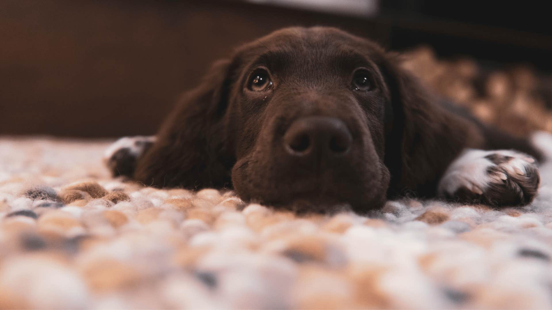 dog trying to apologize to owner softly whining